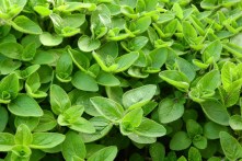 marjoram-2370814_1920