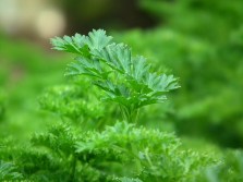 parsley-246557_1920